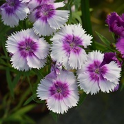 小园丁的夏日时光 石竹 月神 淡紫花边 阳台盆栽花卉庭院花园植物