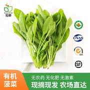 旭耕有机菠菜250g新鲜蔬菜青菜，现采配送健康榨汁涮火锅食材沙拉