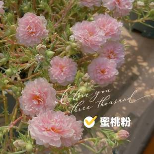 超重瓣太阳花网红蜜桃粉带花苞分色花苗盆栽庭院泰国进口品种花卉