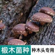 食用菌香菇椴木菌种平菇椴，木耳灵芝菌种，栽培种木头种蘑菇种木头