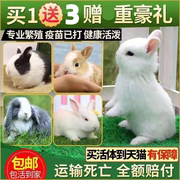 兔子活物迷你侏儒凤眼海棠，小型茶杯兔长不大的儿童宠物垂耳兔活体