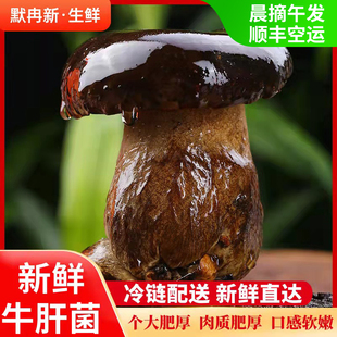 新鲜黑牛肝菌500g云南当季食用菌蘑菇鲜菌火锅牛肝菌
