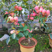 沙果树苗海棠果地栽冰糖心，鸡心盆栽南北方，室内庭院红色苹果苗盆景