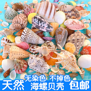 天然贝壳海螺海星鱼缸造景手工diy打孔漂流瓶装饰 卷贝鱼寄居蟹壳