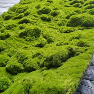仿真永生绿苔草皮假苔藓摆件园林造景苔藓装饰墙人造草坪