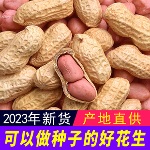 带壳生花生2023年5斤新鲜晒干高产种子薄壳炒熟原味粉红皮花生米