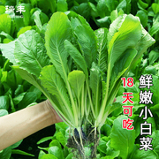 小白菜种子四季播水培青菜春季秋季快菜蔬菜种孑菜种籽阳台盆栽。