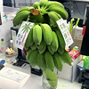 禁止蕉绿芭蕉办公室桌面绿植水培植物，香蕉树盆栽，水果室内可食用虑