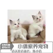 赛级血统宠物猫布偶猫，纯种幼猫海豹双色布偶，猫双色活体布偶猫x