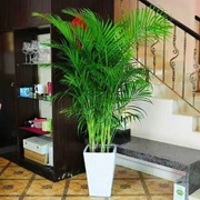 网红散尾葵客厅大型绿植夏威夷竹子，内盆栽植物，袖珍椰子绿植凤尾竹