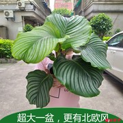 网红青苹果竹芋观叶，喜阴植物绿植室内盆栽，水培植物净化空气超大