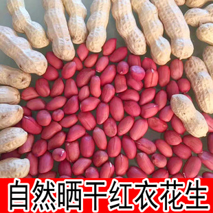 红皮花生米生新货2023年山，东红衣带壳红粒晒干种子新鲜红皮花生