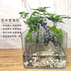 流水版苔藓微景观生态瓶，鱼缸文竹盆栽盆景，植物室内绿植办公桌水培