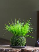 苔玉菖蒲盆栽清新小绿植生活，室内客厅桌面点缀小绿植水培耐阴植物