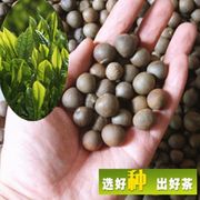 绿茶种子茶种子茶树，种子茶叶种子，茶树籽绿茶籽