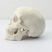 ENOVO颐诺 迷你头骨模型医学艺用美术人体 艺用头骨头颅骨骨骼模