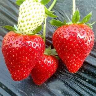 红奶油草莓种子苗四季播易种多年生春季阳台盆栽水果白草莓种孑籽