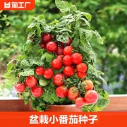 矮生盆栽番茄种子四季小西红柿，种籽苗圣女果苗，孑子秧大全蕃茄超甜