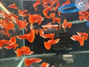 孔雀鱼 血红种鱼 缸养繁殖观赏鱼 赛级活体