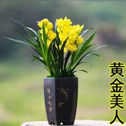 金黄大花（黄金美人）招财小神童兰花苗花卉盆栽浓香型夏秋带花苞