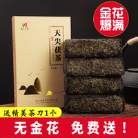 安化黑茶茯砖茶金花爆满