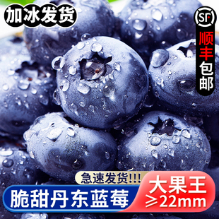 超大蓝莓无农药自然生长
