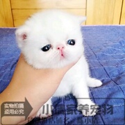 纯白色加菲猫幼猫活体异国短毛猫全白加菲(白加菲，)活体幼猫纯种加菲猫x