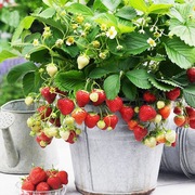 草莓种子盆栽庭院阳台四季种植蔬果奶油草莓种籽草花种子蔬果种籽