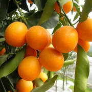 福建尤溪管前金桔，管前金柑新鲜水果橘子，脆皮金桔特大金橘