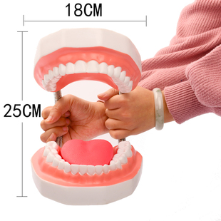 牙齿模型牙医，教学刷大假牙备牙幼儿园练习儿童，牙科口腔摆件