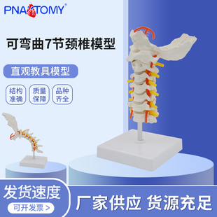 可弯曲7节颈椎带颈动脉后枕骨椎间盘神经教学模型腰椎骨骼架模型