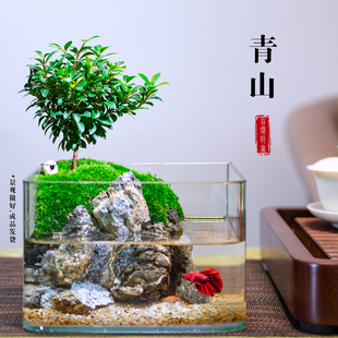 桌面苔藓微景观绿植生态瓶斗鱼家用小鱼缸客厅小叶赤楠盆景水陆缸