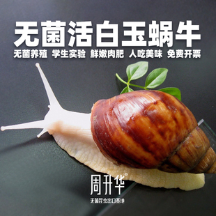 中华大白玉蜗牛饲养套装家养，宠物可食用法国巨型蜗牛钙土养殖生态
