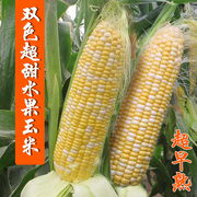 双色水果玉米种子大全超甜玉米，种籽春夏季四季播大田高产蔬菜种孑