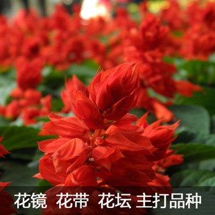 一串红种子盆栽花草矮串红高串红花种子四季播易种花海花卉花籽