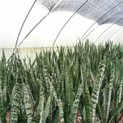 绿色虎尾兰高银脉虎皮兰，室内客厅大型植物吸甲醛净化空气绿植