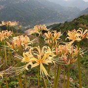 香槟色石蒜 曼珠沙华 彼岸花种球