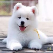 云浮萨摩耶幼犬纯种萨摩耶，犬活体微笑天使，萨摩耶小狗雪橇犬哈士奇