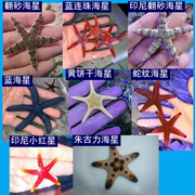 翻沙星海水水族宠物，蓝海星红海星饼干，海星朱古力海星蛇纹海星