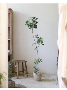 苏太植物造型鸭脚木鸭掌，木新家客厅落地轻奢好养室内大型植物