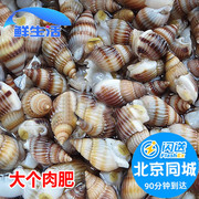 北京闪送500g鲜活海螺丝海鲜，新鲜水产贝类海瓜子海丁