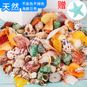 天然贝壳海螺海星鱼缸造景卷贝鱼水族箱寄居蟹学校装饰品手工套餐