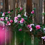 仿真玫瑰花藤蔷薇藤蔓假花藤条空调管装饰花藤缠绕墙面塑料花遮挡