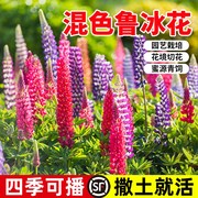 鲁冰花种子四季播种易活开花羽扇豆花种籽室内外植物盆栽阳台花籽