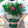 四季杜鹃红山茶花带花浓香型，盆栽室内外阳台庭院观赏花卉绿植好养