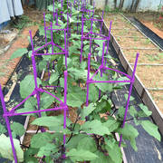 番茄架子西红柿爬藤架黄瓜支撑杆固定菜园种菜阳台种植花盆花支架