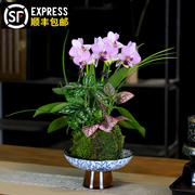 蝴蝶兰盆栽带花苞室内花卉绿植客厅办公室茶几桌面水培植物好养