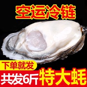 新鲜生蚝鲜活带箱6斤牡蛎海鲜贝类带壳海蛎子多规格