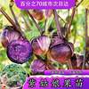 寿光紫姑娘果秧苗金黄姑娘果，种子春秋四季大鼻子果蔬菜水果种苗