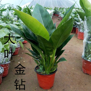 室内大型金钻盆栽金钻蔓绿绒绿植，大叶长青客厅花卉吸甲醛植物盆景